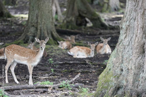 Deer. Deer pasture in the park. Denmark. Copenhagen.