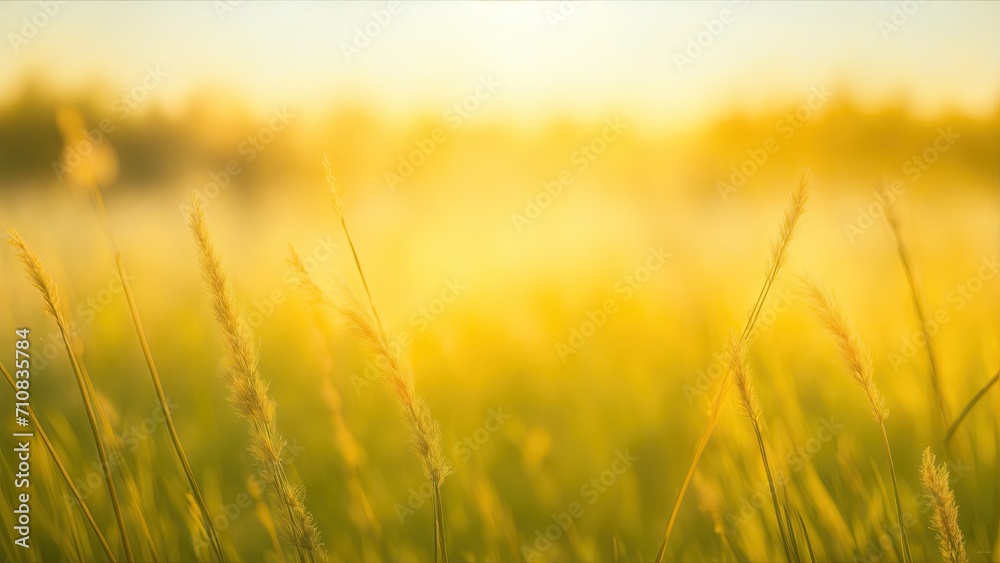 Obraz premium Grass in the forest at sunset. Abstract summer nature background