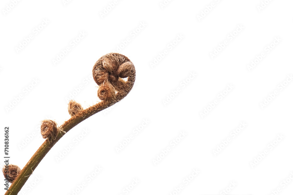Norfolk tree fern leaf buds or smooth tree fern plants that lives in nature. Empty blank copy text space. Concept for World Environment Day and Earth Day. isolated on white backgrounds. Norfolk tree fern leaf buds or smooth tree fern plants that lives in nature. Empty blank copy text space. Concept for World Environment Day and Earth Day. isolated on white backgrounds.