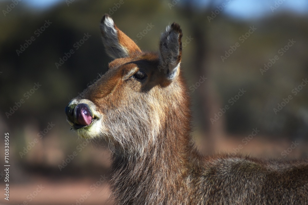 Wasserbock (Kobus) in Namibia