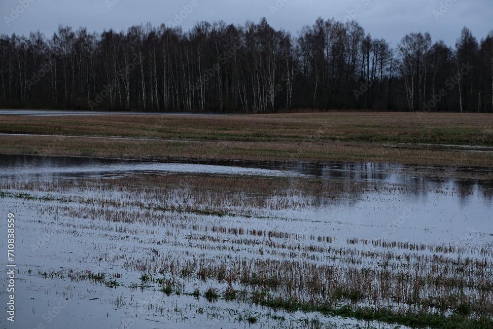 Rural landscape with a flooded meadow and trees in the background. Snow melted in early spring and made deep puddles on agricultural field. Forest trees with bare branches ahead. Latvia, Zemgale.