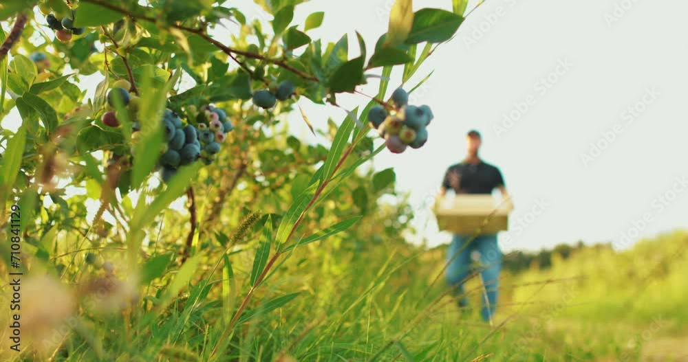 Male farmer with box of blueberries outdoors. Cultivation and harvesting of blueberries. Male farmer with box of blueberries outdoors. Cultivation and harvesting of blueberries.