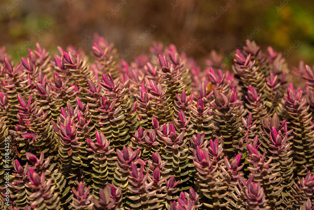 Beautiful, vibrant, colorful Silver Dollar Hebe plant, a multi-stemmed evergreen bush
Beautiful, vibrant, colorful Silver Dollar Hebe plant, a multi-stemmed evergreen bush