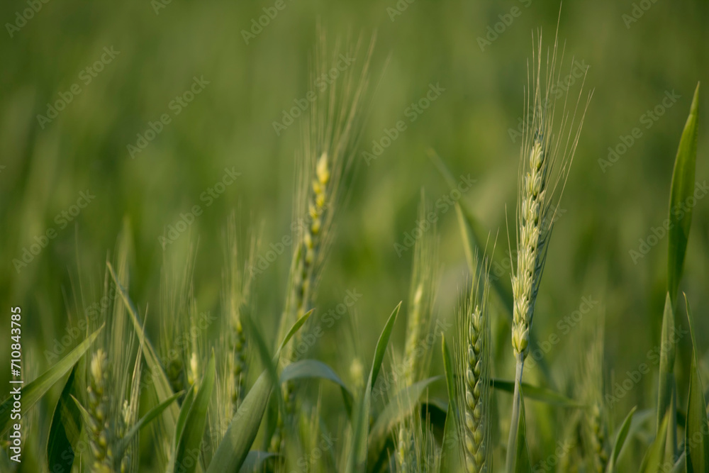 Juicy fresh ears of young green wheat on the nature in spring summer field. ripening ears of wheat field. Green Wheat field blowing in the rural Indian fields. Unripe wheat crop in India