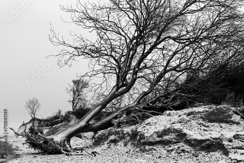 Entwurzelter Baum photo