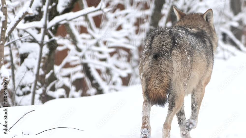 Wolf, Canis lupus, gray wolf in winter forest close slow motion portrait. High quality 4k footage super slow motion 120fps raw footage Wolf, Canis lupus, gray wolf in winter forest close slow motion portrait. High quality 4k footage super slow motion 120fps raw footage