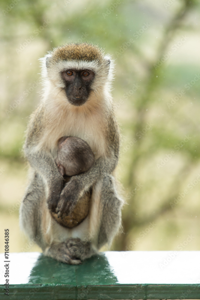 Naklejka premium a long macaque