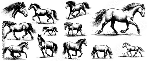 sketch set horses. Minimalism horse portrait and silhouette  stable animals single continuous line vector illustration set. Continuous linear design. Elegant characters running and standing