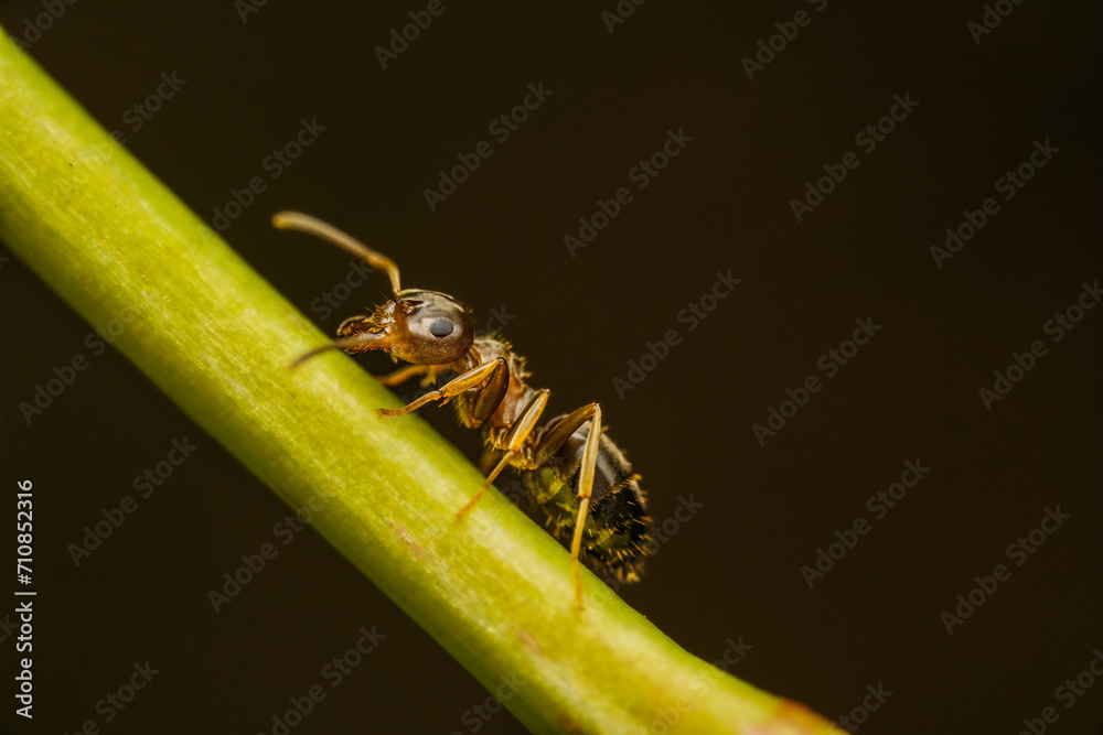 Naklejka premium Ant on a branch