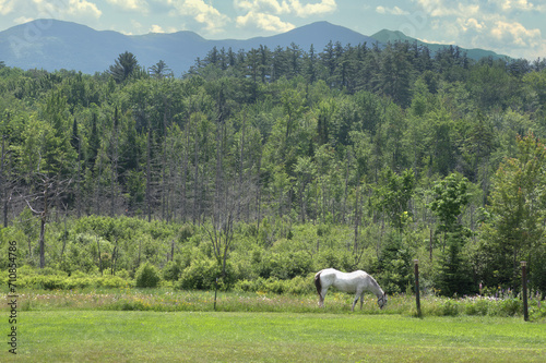 Springtime in the White Mountains of New Hampshire. Old white horse grazing in meadow with forest and tall mountain peaks in the background. photo