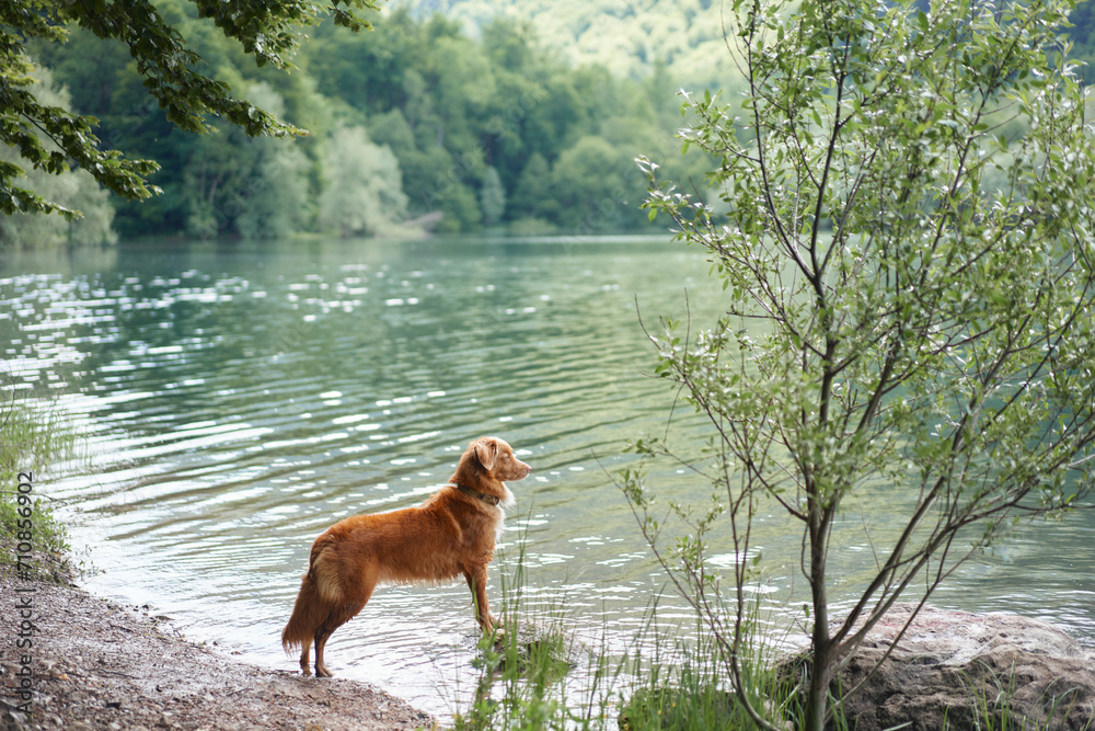 A Nova Scotia Duck Tolling Retriever dog stands by a serene lake, gazing into the distance. The scene captures the dog's tranquil moment in a lush, natural setting