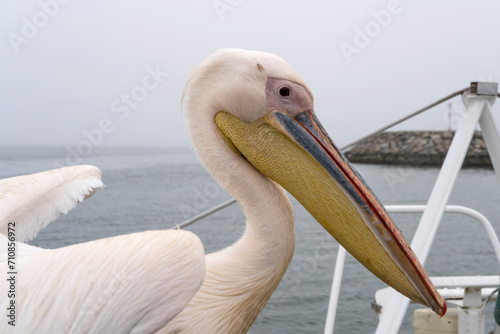 head and beak of pelican on boat deck, Walvis Bay, Namibia © hal_pand_108