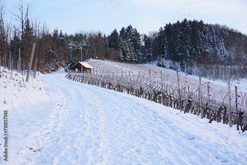 Winterlandschaft mit viel Schnee im Wald und Weinbergen photo