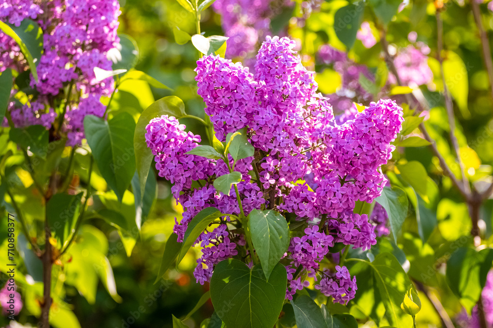 Lilac flowers. Purple lilac blooming in the garden on a sunny day Lilac flowers. Purple lilac blooming in the garden on a sunny day