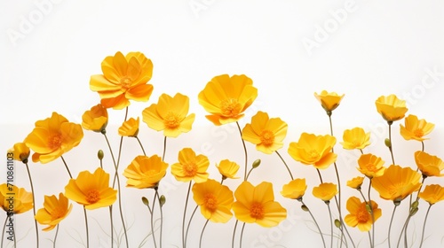 yellow flowers bloom in harmony against a clean white background.