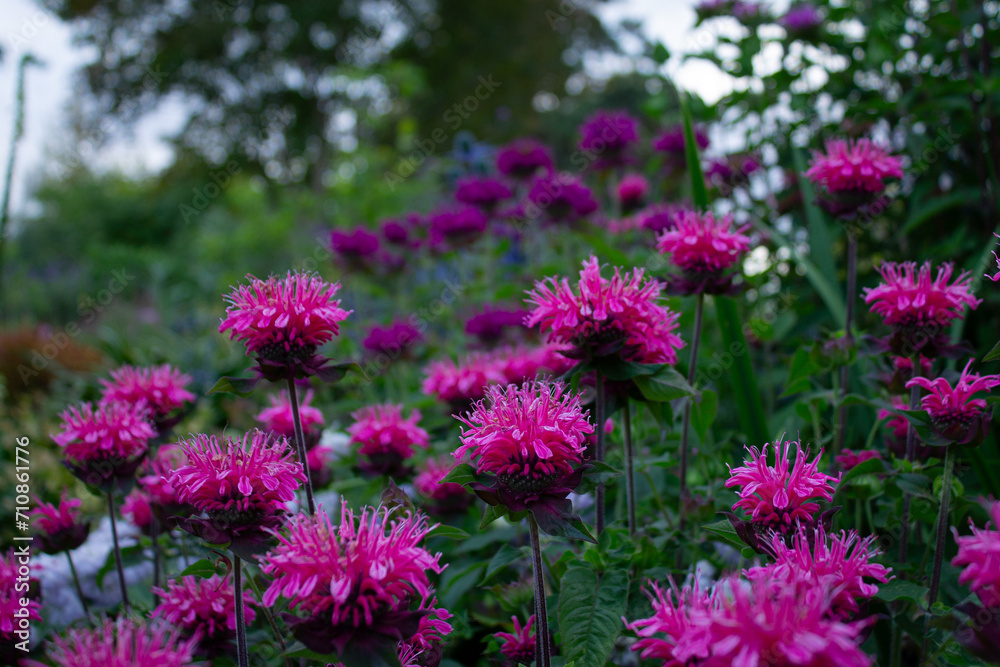 Obraz premium Bee Balm in Hot Pink