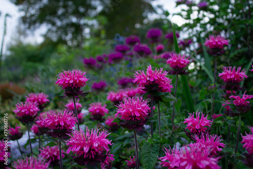 Bee Balm in Hot Pink