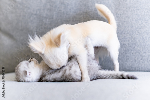 Cute kitten and a puppy playing together. Friendship between pets 