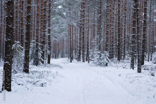 Zimowy las pokryty śniegiem © Sebastian