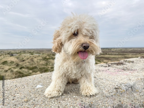 Dog on the beach,Denmark © Gunnar E Nilsen