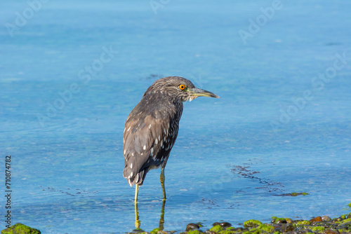 Huairavo (Nycticorax nycticorax) garza nocturna, sur de Chile.