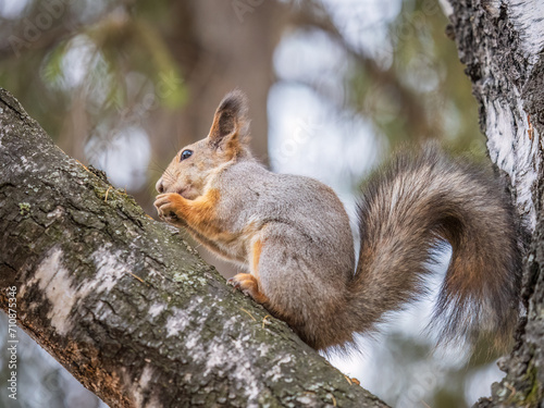 The squirrel with nut sits on tree in the autumn. Eurasian red squirrel, Sciurus vulgaris. © Dmitrii Potashkin