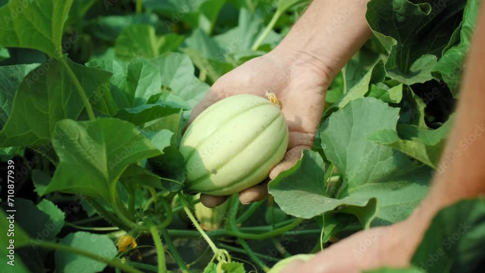 Maraîcher qui contrôle la récolte de melons