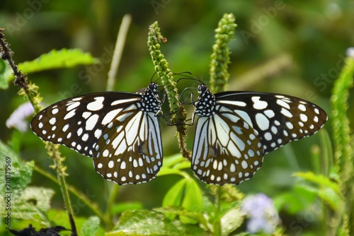 two butterfly in one flower © Dushantha