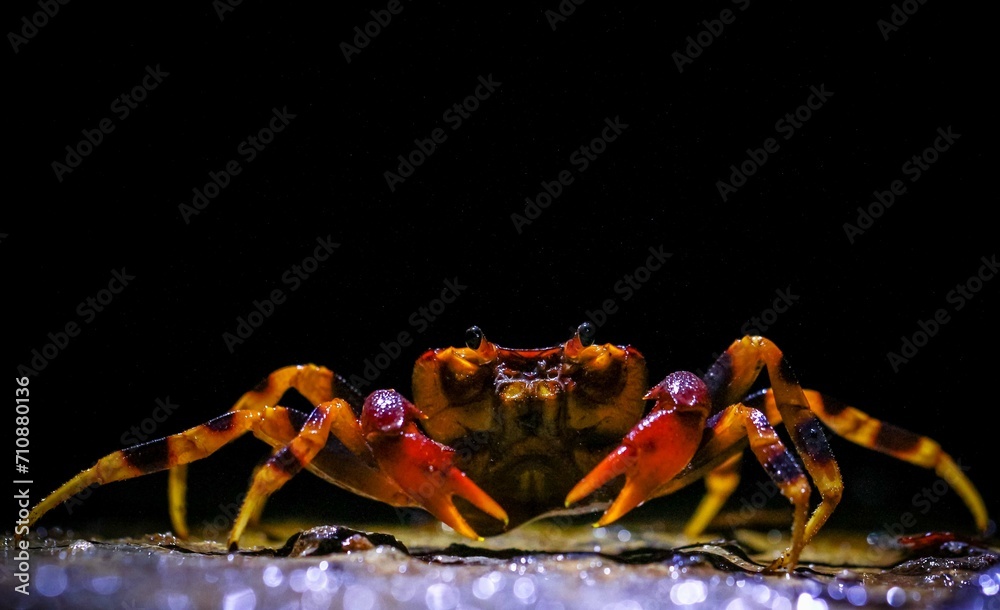 Fototapeta premium The only tree climbing endemic fresh water crab in Sri Lanka. (Ceylonthelphusa scansor)