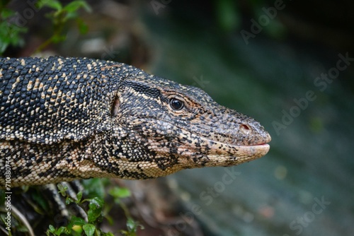 Lowland water monitor