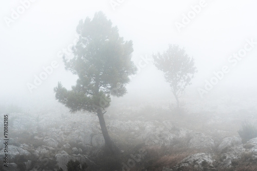 trees in fog