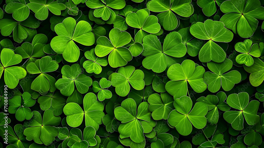 Shamrock four leaf clover background for St Patrick's day celebration Shamrock four leaf clover background for St Patrick's day celebration