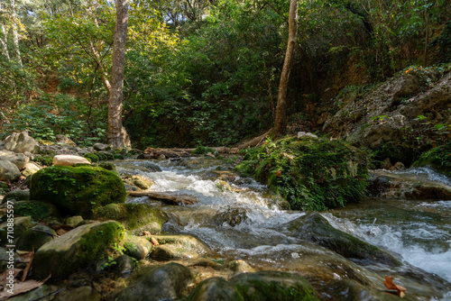 stream in the forest