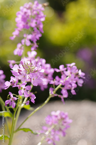 Blooming purple matiola flower