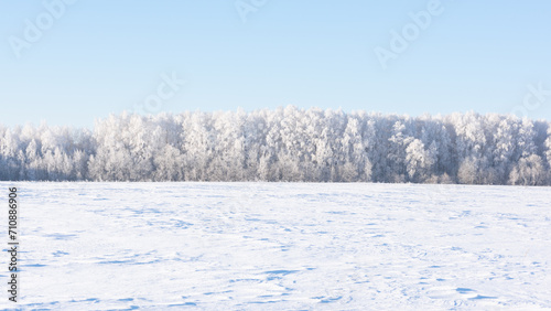A forest in frost, clear blue sky, frost and a snowy field