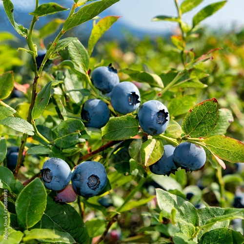 Morning Sunlight Magic: Ripe Juicy Blueberries Glistening on a Green Bush