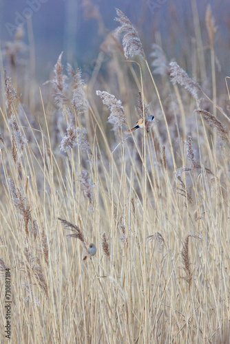Pair of Bearded Reedlings UK (panurus biarmicus). AKA Bearded Tits. Perched and feeding amongst the reeds. Yorkshire, UK in Winter