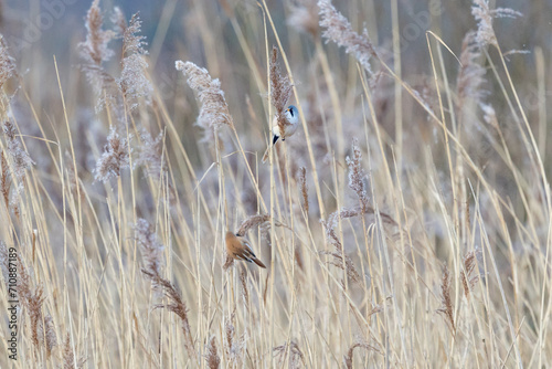 Pair of Bearded Reedlings UK (panurus biarmicus). AKA Bearded Tits. Perched and feeding amongst the reeds. Yorkshire, UK in Winter