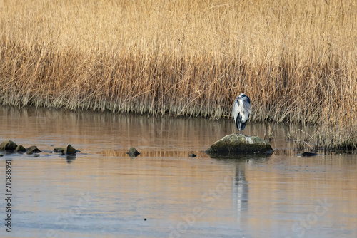 A single Grey Heron (Ardea cinerea) stands on a rock, in early morning sunshine, surrounded by water and reedbeds. Yorkshire, UK in Winter