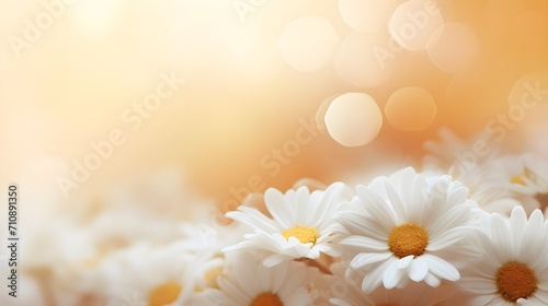 Spring background with daisies, copy space.