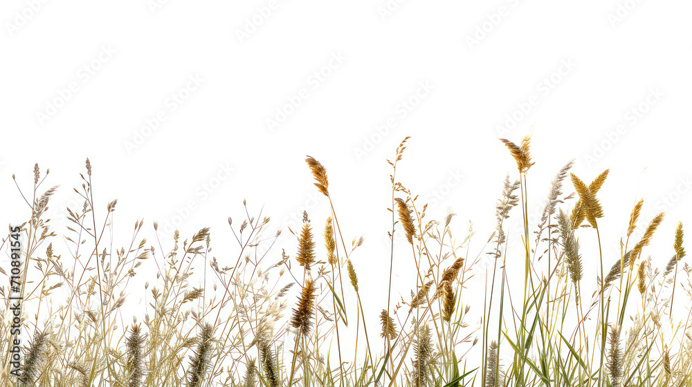 A field of wild grasses with its various shapes and textures, isolated on white background. Generative AI