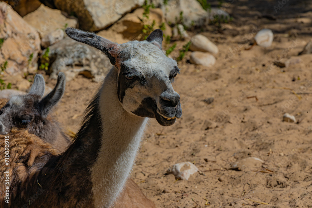 Fototapeta premium portrait of a wild llama