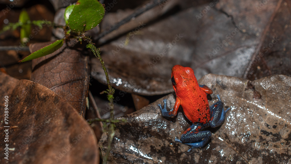 Strawberry Dart Frog