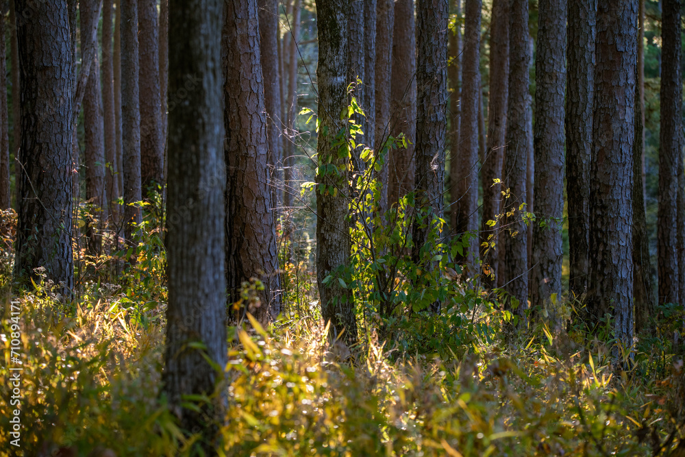 Obraz premium Pine Forest