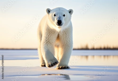 Polar bear on drift ice edge with snow and water in Norway sea. White animal in the nature habitat. Large male polar bear in the arctic with melting climate change. Generative ai