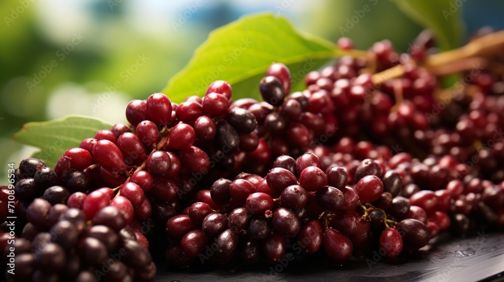 currants on a branch currants on a branch