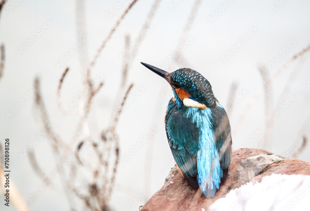 In the winter tableau, a kingfisher gracefully perches on a riverbank rock, its vibrant plumage contrasting with the tranquil waters below - The surrounding landscape is magically covered in snow In the winter tableau, a kingfisher gracefully perches on a riverbank rock, its vibrant plumage contrasting with the tranquil waters below - The surrounding landscape is magically covered in snow
