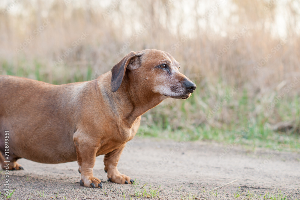 brown old dachshund walking in the nature brown old dachshund walking in the nature