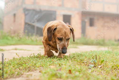 brown old dachshund walking in the nature