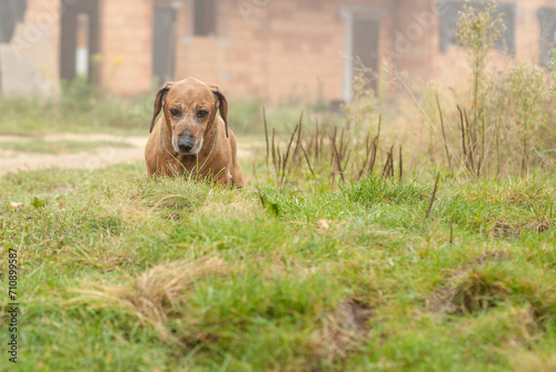 brown old dachshund walking in the nature